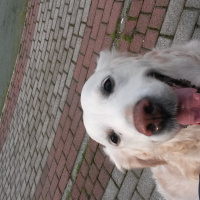 Golden Retriever, Köpek  SUŞİ fotoğrafı