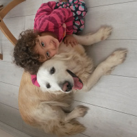 Golden Retriever, Köpek  SUŞİ fotoğrafı