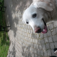 Golden Retriever, Köpek  SUŞİ fotoğrafı