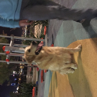 Golden Retriever, Köpek  Bobi fotoğrafı