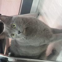 Chinchilla, Kedi  morris fotoğrafı