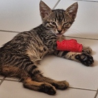 Tekir Kedi, Kedi  Kofi fotoğrafı