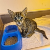 Tekir Kedi, Kedi  Kofi fotoğrafı