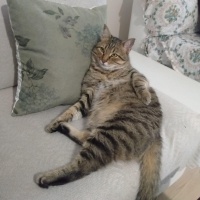 Tekir Kedi, Kedi  CESUR fotoğrafı