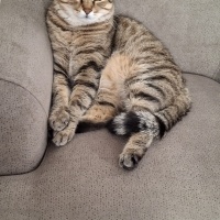 Tekir Kedi, Kedi  CESUR fotoğrafı