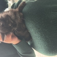 Bombay, Kedi  İsimsiz fotoğrafı