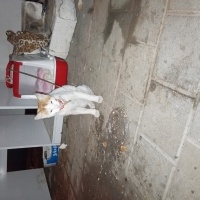 Tekir Kedi, Kedi  Tarçın fotoğrafı