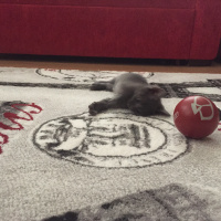 Mavi Rus, Kedi  Luna fotoğrafı