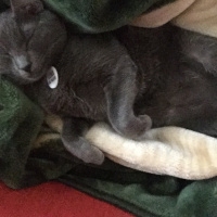 Mavi Rus, Kedi  Luna fotoğrafı