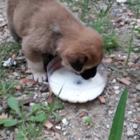 Kangal, Köpek  Dodo fotoğrafı