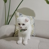 Scottish Fold, Kedi  Müjgan fotoğrafı