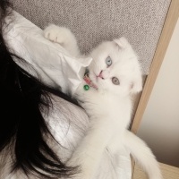 Scottish Fold, Kedi  Müjgan fotoğrafı