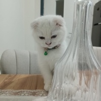 Scottish Fold, Kedi  Müjgan fotoğrafı