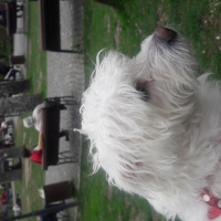 Maltese, Köpek  Waffle fotoğrafı