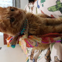 Tekir Kedi, Kedi  Rüzgar fotoğrafı