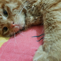 Tekir Kedi, Kedi  Rüzgar fotoğrafı