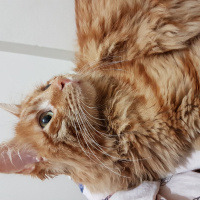 Tekir Kedi, Kedi  Rüzgar fotoğrafı