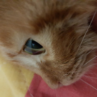 Tekir Kedi, Kedi  Rüzgar fotoğrafı