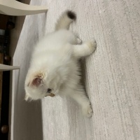 British Longhair, Kedi  British Longhair Golden Point fotoğrafı