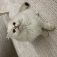 British Longhair, Kedi  British Longhair Golden Point fotoğrafı