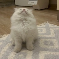 British Longhair, Kedi  British Longhair Golden Point fotoğrafı