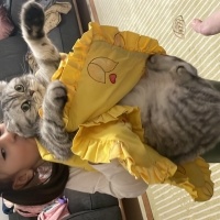 Scottish Fold, Kedi  İnci fotoğrafı