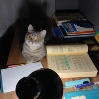British Shorthair, Kedi  Bulut fotoğrafı