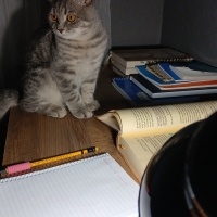 British Shorthair, Kedi  Bulut fotoğrafı