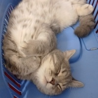 British Shorthair, Kedi  Bulut fotoğrafı