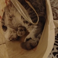 British Shorthair, Kedi  Bulut fotoğrafı