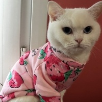 British Shorthair, Kedi  naze fotoğrafı