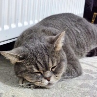 British Shorthair, Kedi  Umay fotoğrafı