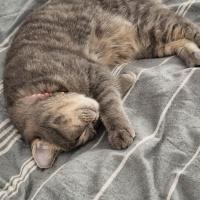 British Shorthair, Kedi  Umay fotoğrafı