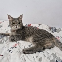 British Shorthair, Kedi  Umay fotoğrafı