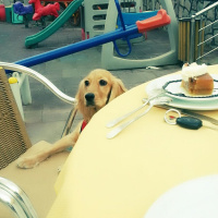 Amerikan Cocker Spaniel, Köpek  Buğbur  fotoğrafı