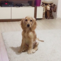 Amerikan Cocker Spaniel, Köpek  Buğbur  fotoğrafı