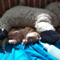 Soke, Kedi  Zeus fotoğrafı