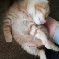 Soke, Kedi  Zeus fotoğrafı