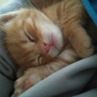 Soke, Kedi  Zeus fotoğrafı