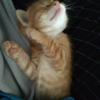 Soke, Kedi  Zeus fotoğrafı