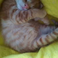 Soke, Kedi  Zeus fotoğrafı