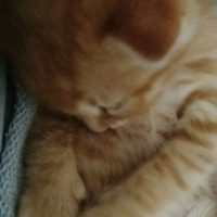 Soke, Kedi  Zeus fotoğrafı