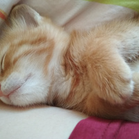 Soke, Kedi  Zeus fotoğrafı