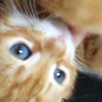 Soke, Kedi  Zeus fotoğrafı