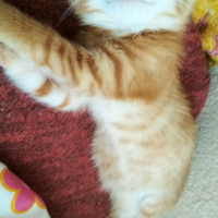 Soke, Kedi  Zeus fotoğrafı