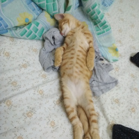 Soke, Kedi  Zeus fotoğrafı