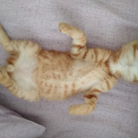 Soke, Kedi  Zeus fotoğrafı