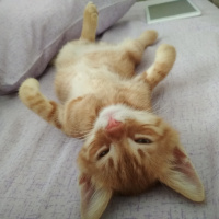 Soke, Kedi  Zeus fotoğrafı