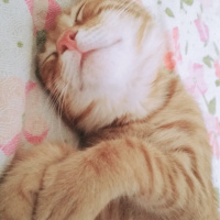 Soke, Kedi  Zeus fotoğrafı