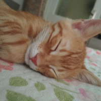 Soke, Kedi  Zeus fotoğrafı
